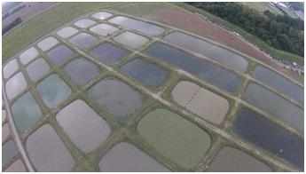 Drone picture of commercial baitfish ponds in Lonoke County.